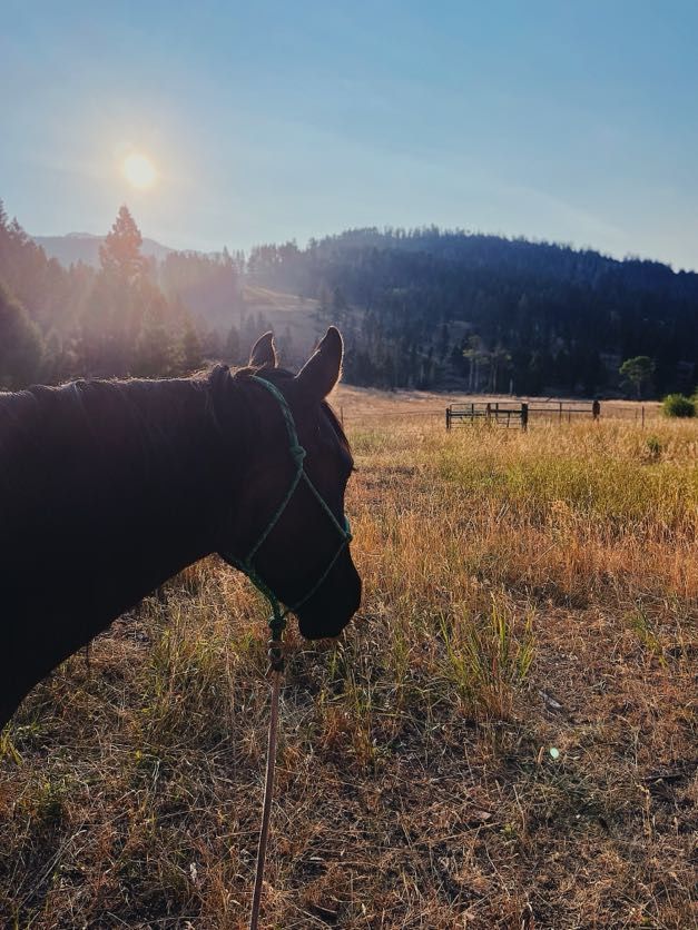 Black horse in a field, silhouetted by the sun, looking toward forested hills under a bright sky.