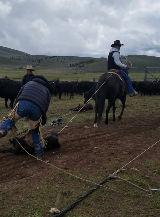 Cowboys roping a steer in a field with black cattle. One cowboy kneels, the other on horseback. Cloudy sky.