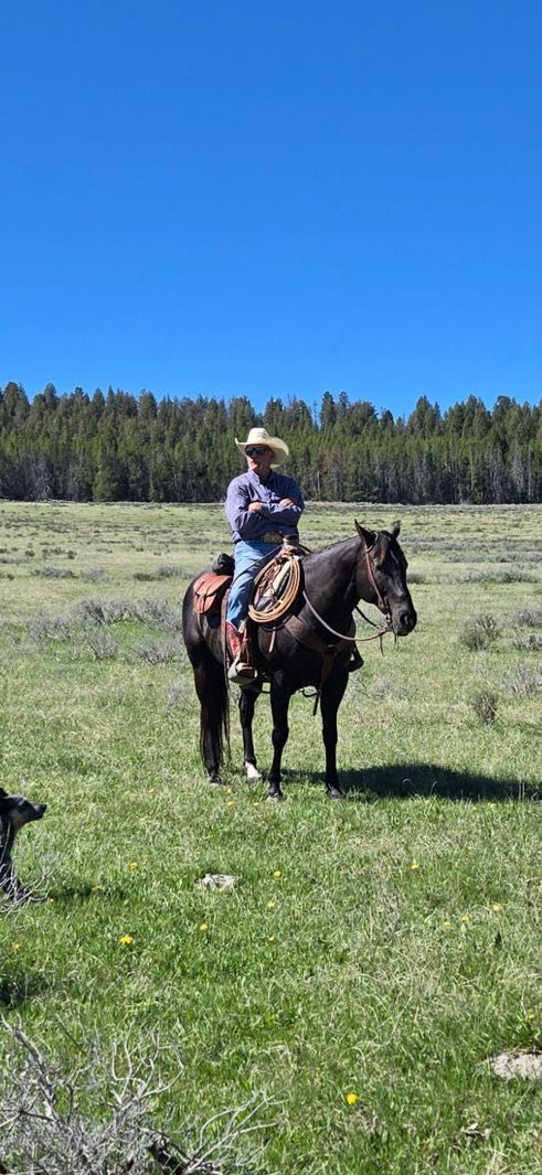 A person in a cowboy hat rides a dark horse in a grassy field. Forest and blue sky are in the background.