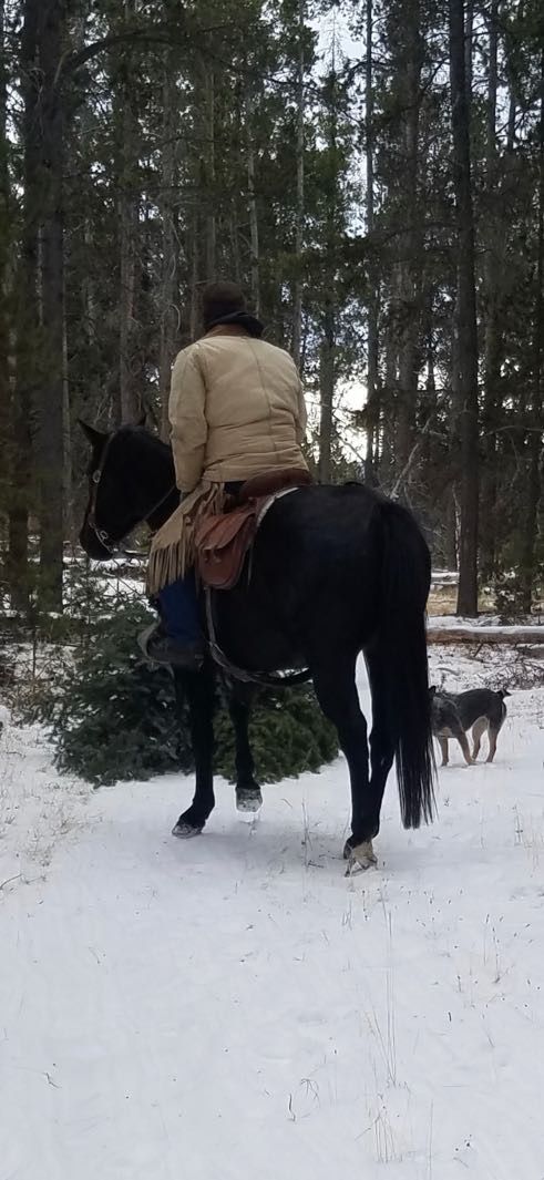 A person on a black horse in a snowy forest, with a Christmas tree and a dog.