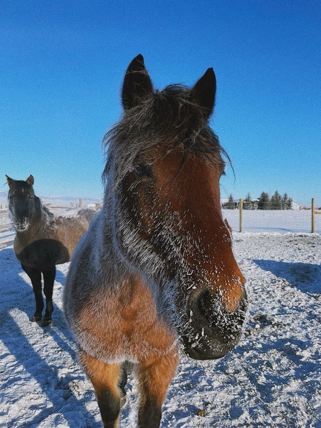 Horse with icy frost on face, standing in snowy field, with another horse in the background. Blue sky.