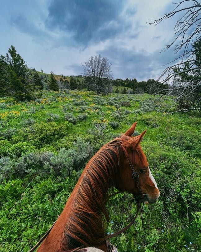 Brown horse in a green field with wildflowers, cloudy sky in the background.