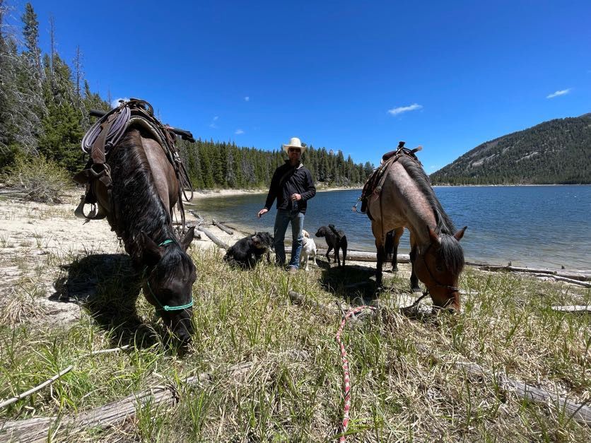Man with two saddled horses and two dogs graze by a lake on a sunny day.