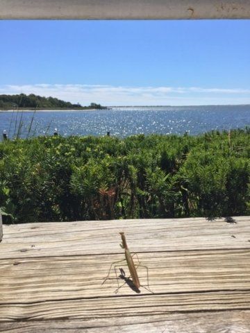 waterfront dining at trumpets on the bay