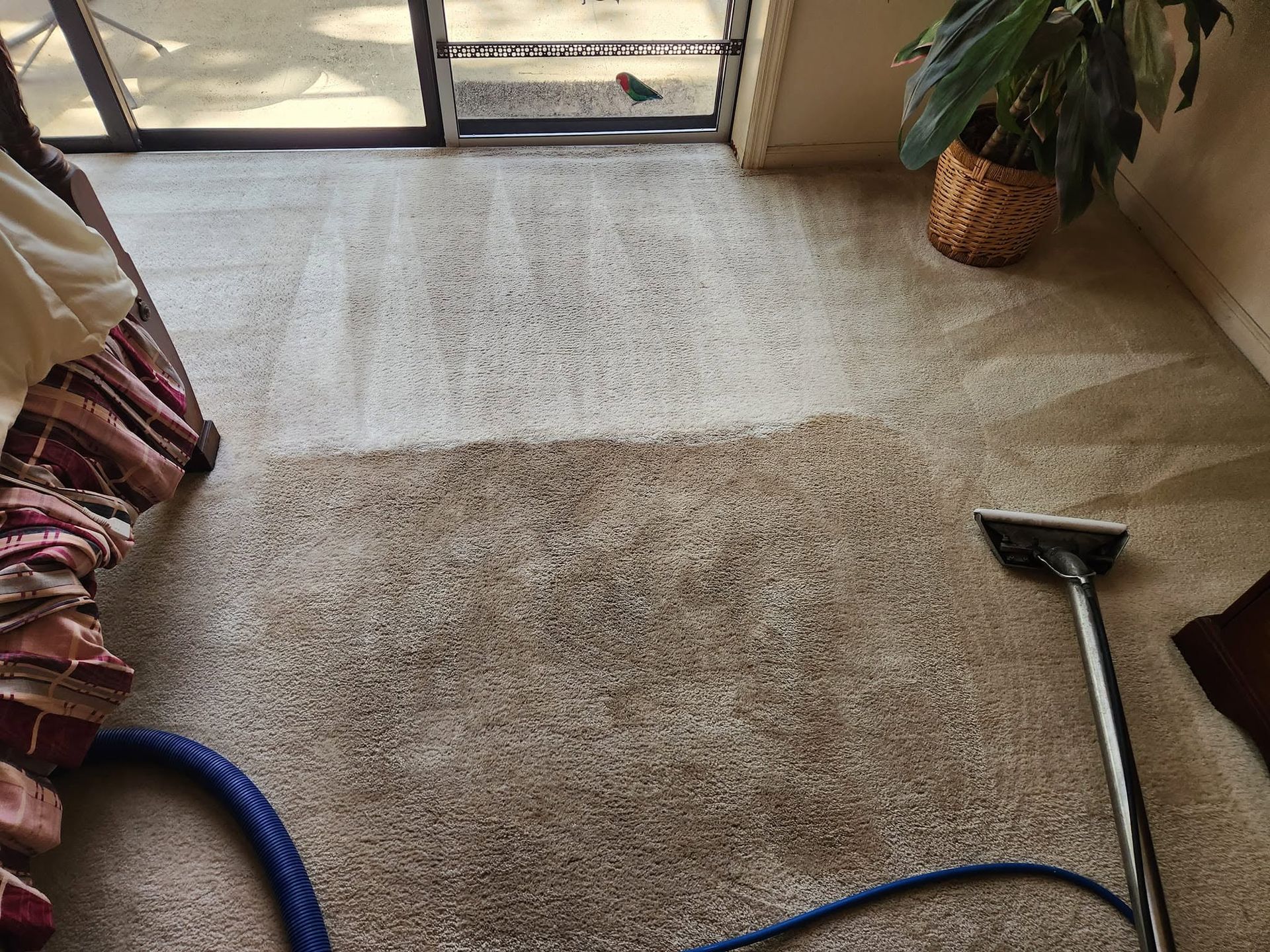 Corrective carpet cleaning removing soapy residue and traffic lanes