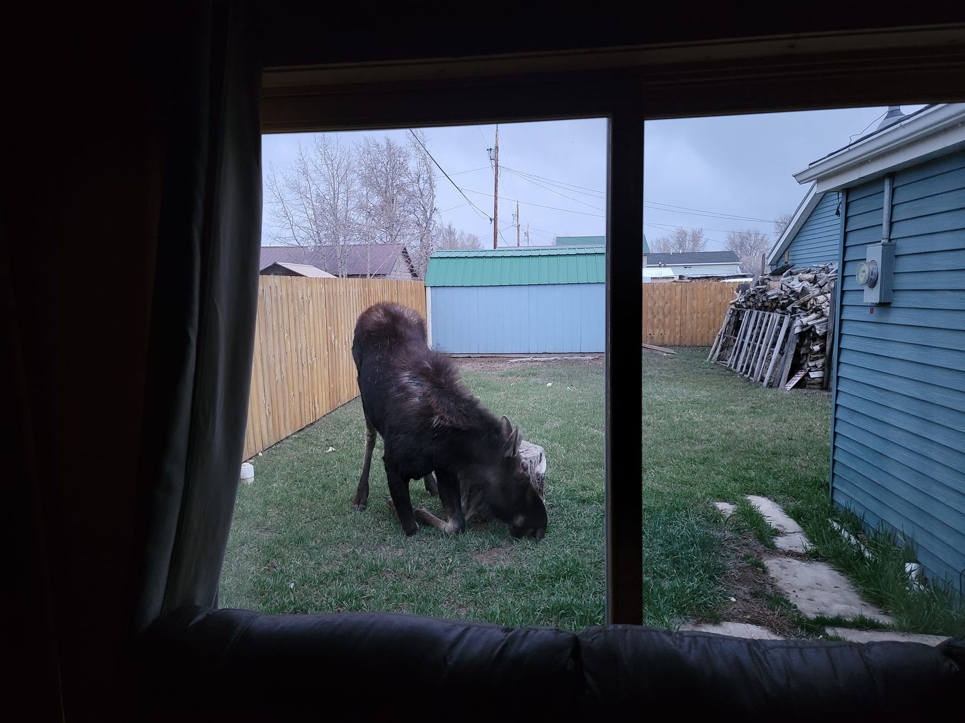 Moose grazing in a backyard, seen through a window. Cloudy day, with a fence and blue house visible.