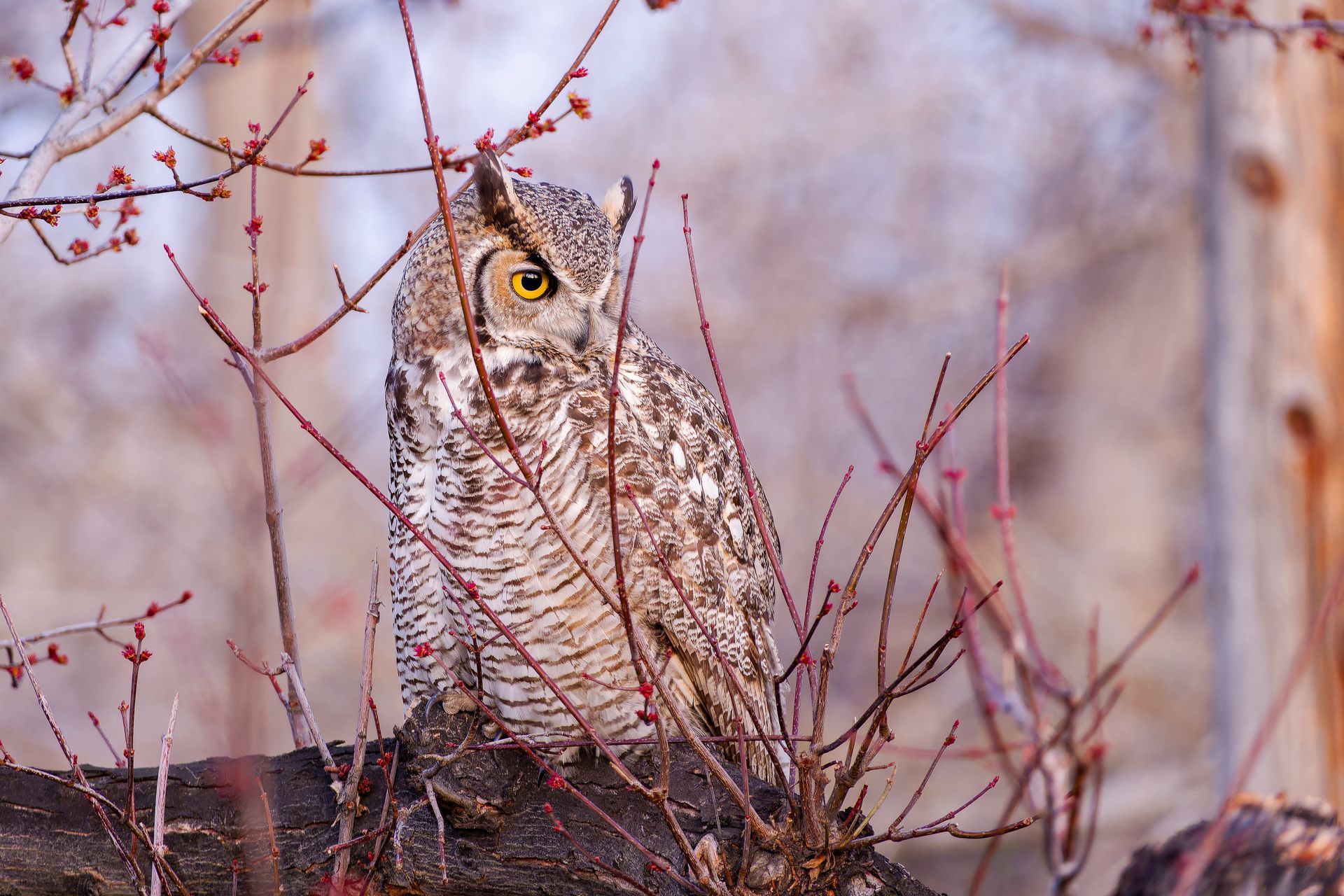 An owl is perched on a tree branch in the woods.