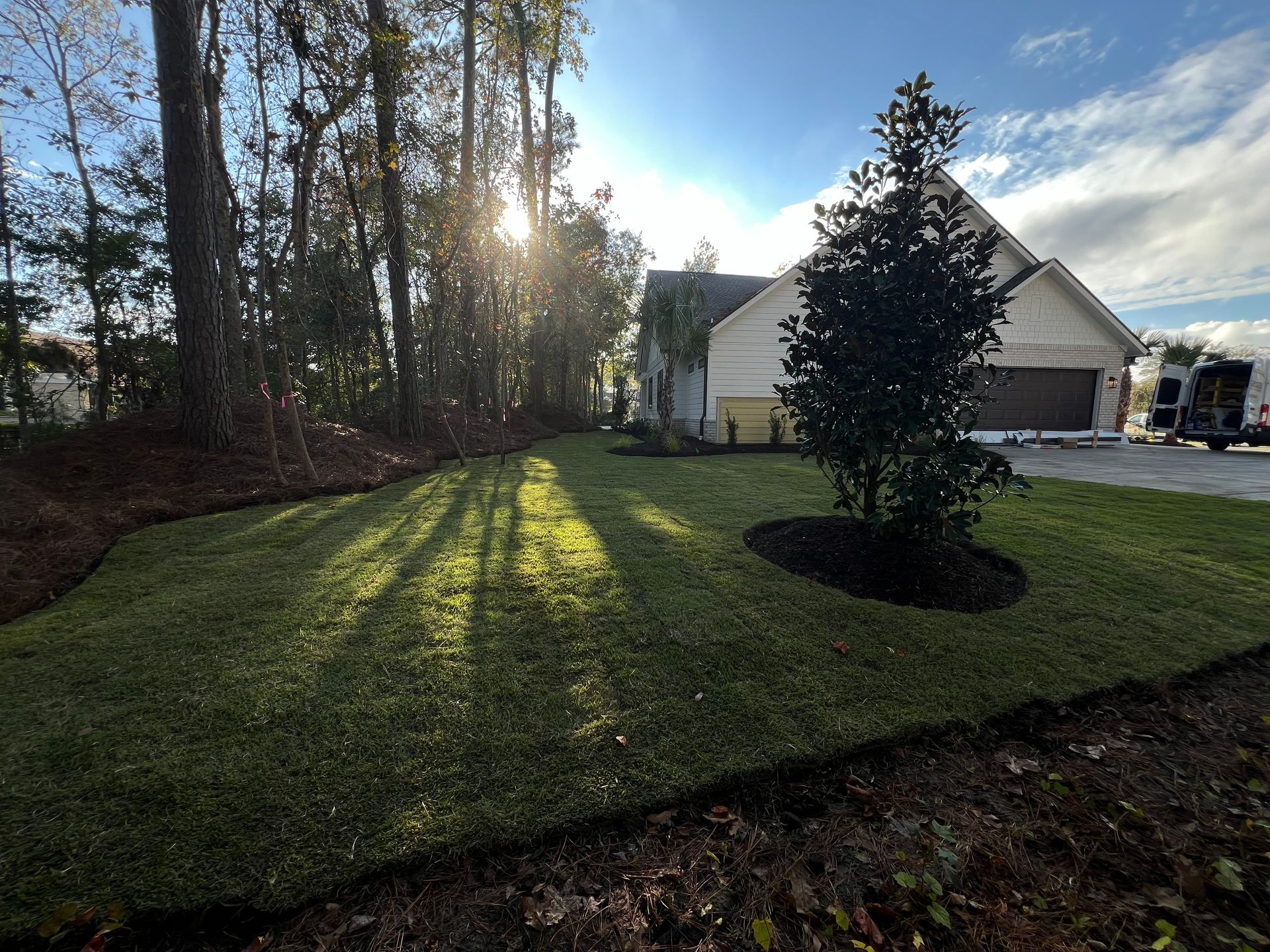 Sunlit suburban yard with long tree shadows, a small evergreen, and a house in the background
