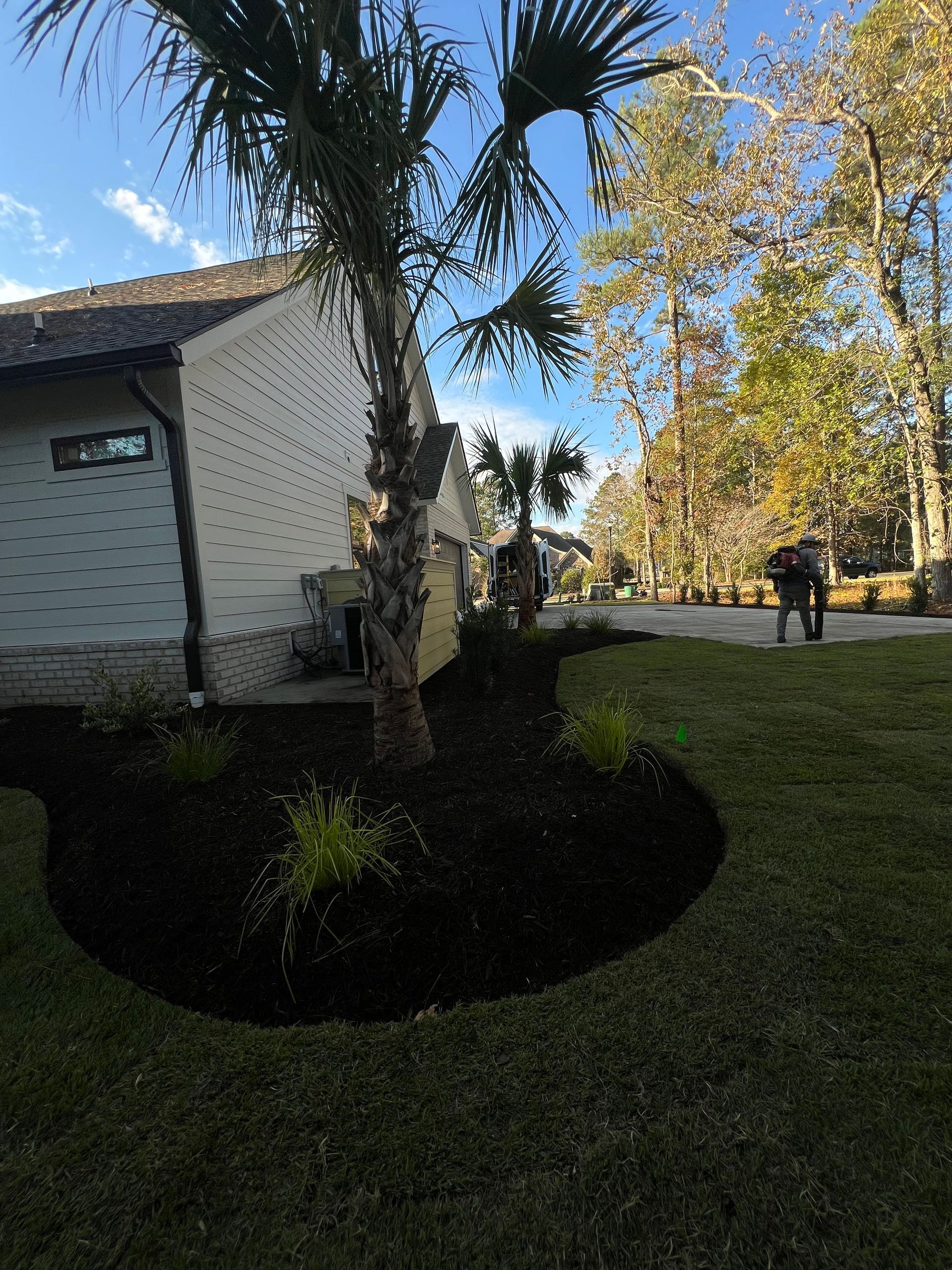 Front yard with palm trees, trimmed shrubs, and a white house under a clear blue sky.