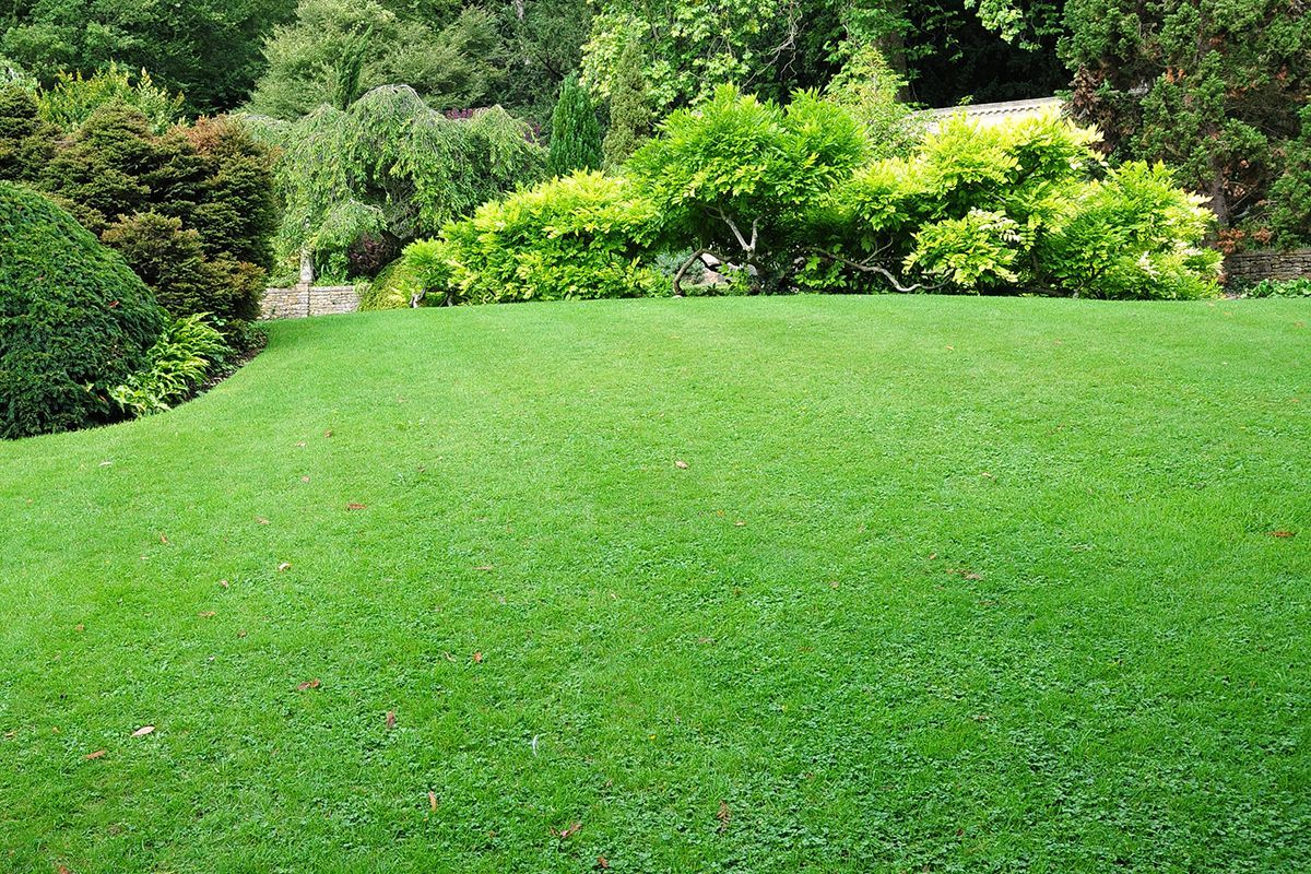 Lush green lawn bordered by shrubs and trees in a garden.