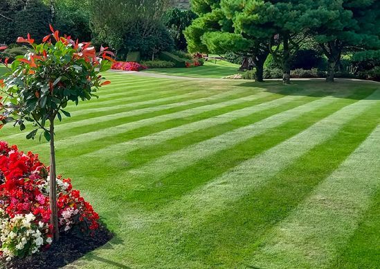 Striped green lawn with a tree and red flowers in a landscaped garden