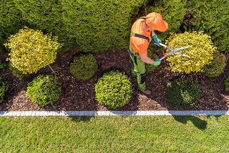 Gardener in orange uniform trimming yellow shrubs along a landscaped hedge border