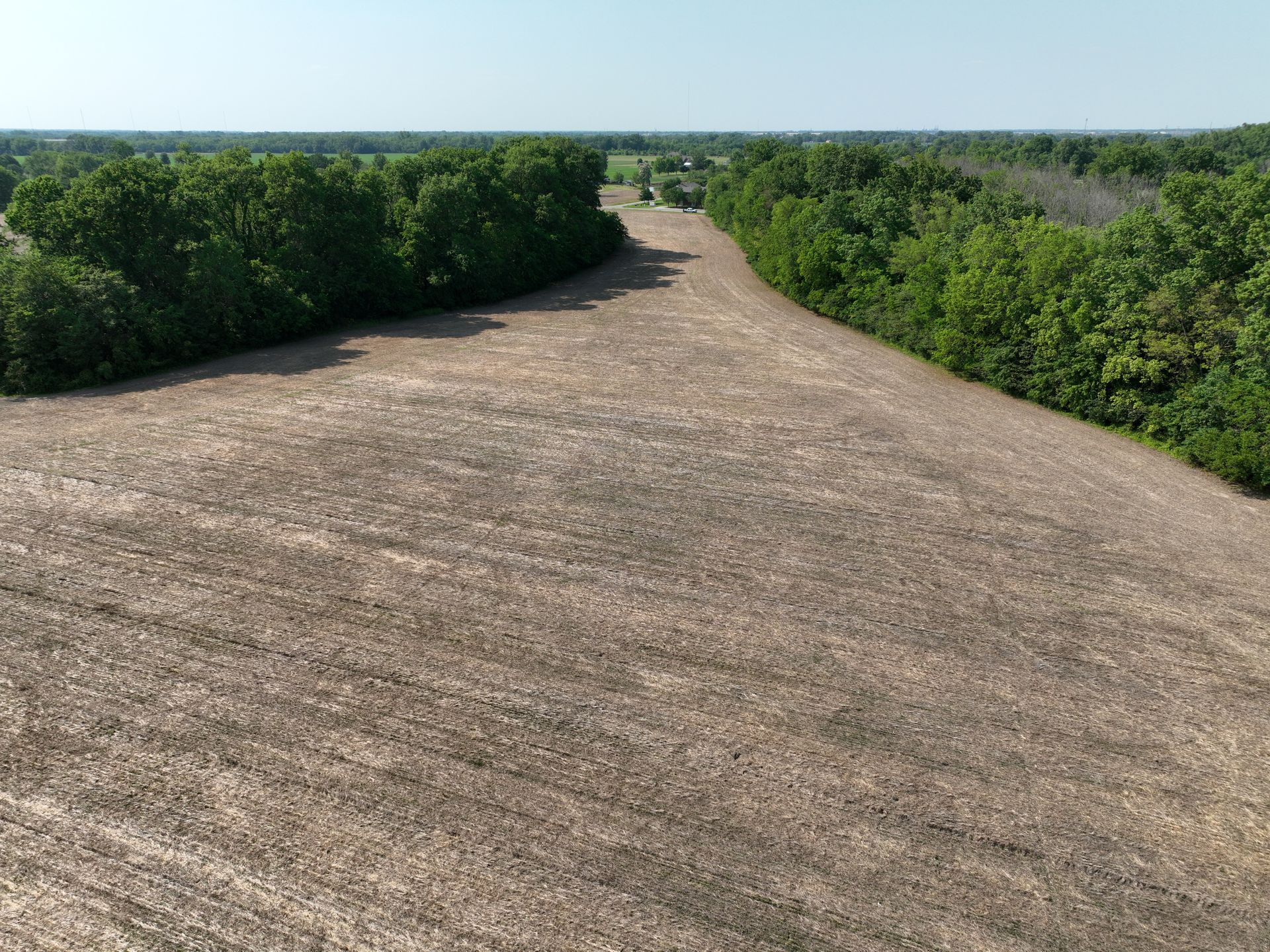 Gravel path between dense green shrubs under a clear blue sky
