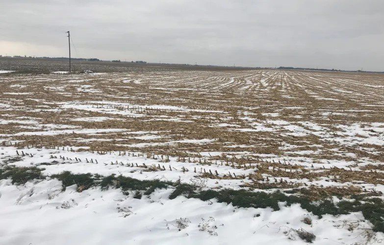 Snow-dusted field under a gray sky, with a few utility poles in the distance.