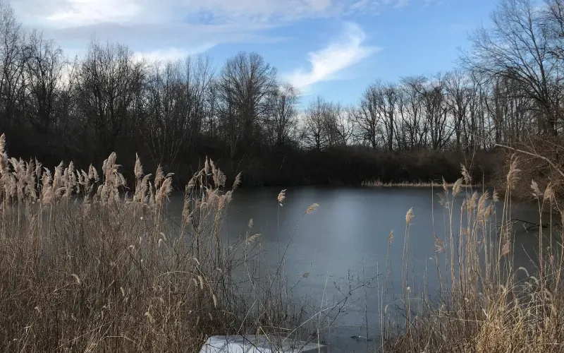 Frozen pond with tall grasses and leafless trees under a blue winter sky