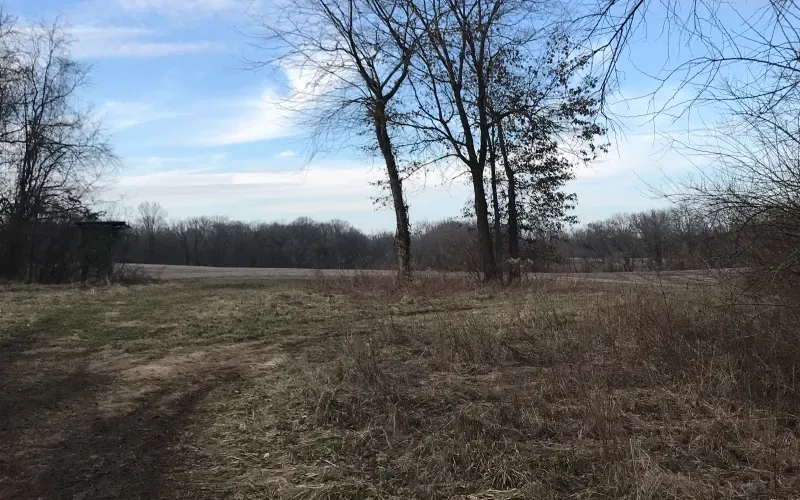 Leafless trees and dry grass in a quiet open field under a pale blue sky.