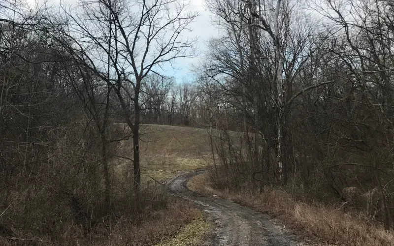 Narrow dirt path winding through bare trees and brush in a wintery field