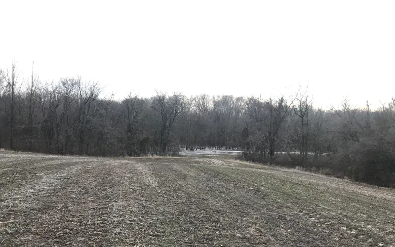 Open field beside a leafless tree line under an overcast sky