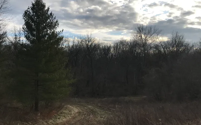 Wooded trail under cloudy sky with a tall evergreen on the left and leafless trees in the background