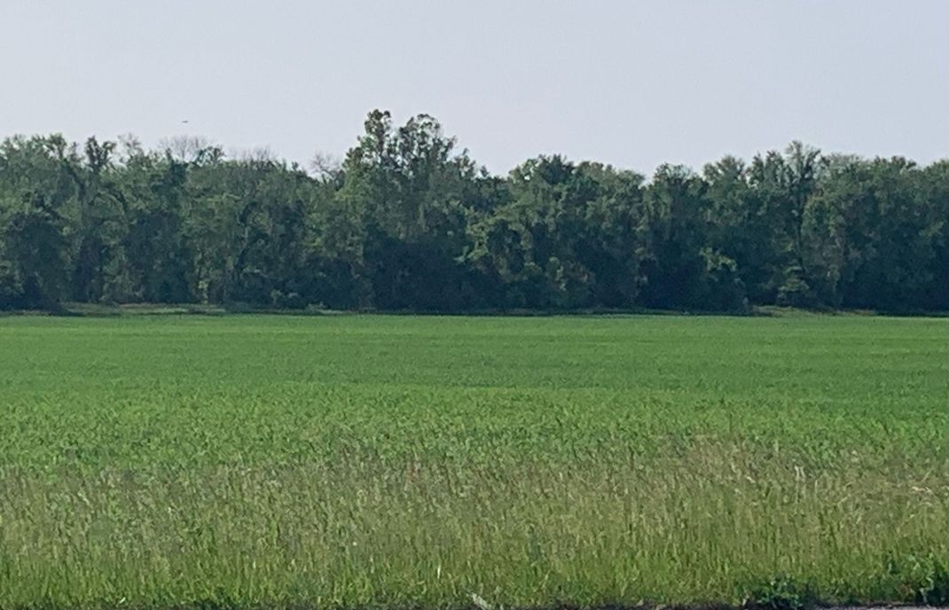 Green field with tall grass and a tree line under a clear sky