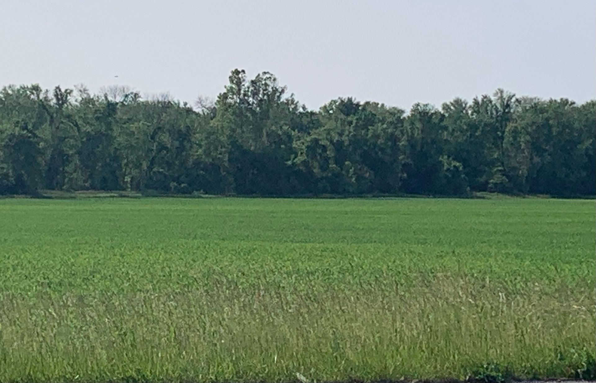 Green field with tall grass and a tree line under a clear sky