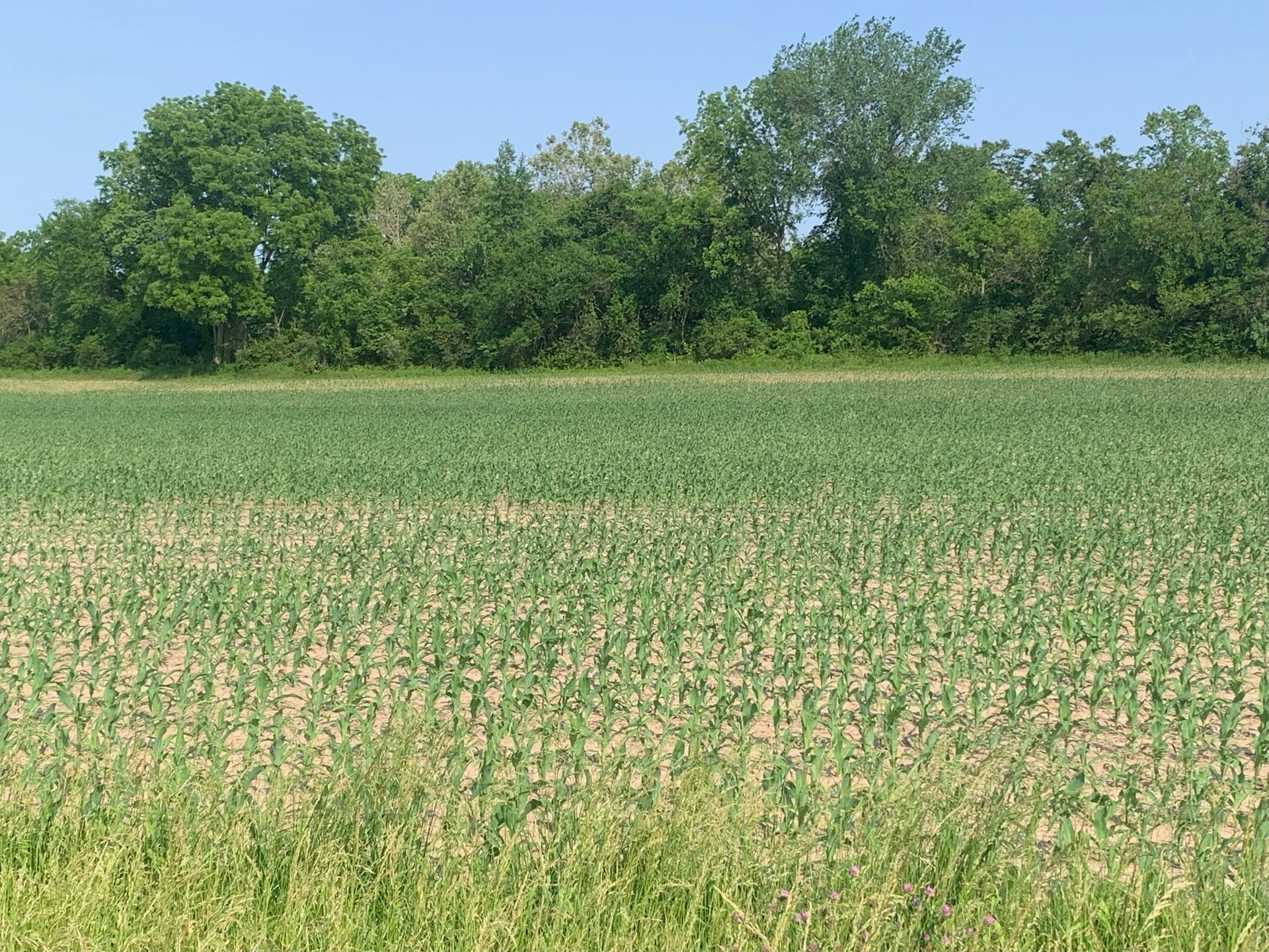 Wide green field with rows of young crops beneath a line of trees and a blue sky