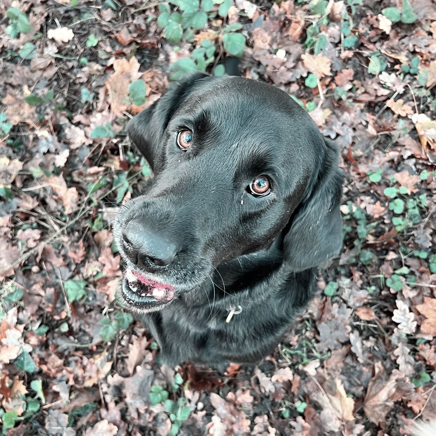 black and white dog in a forest