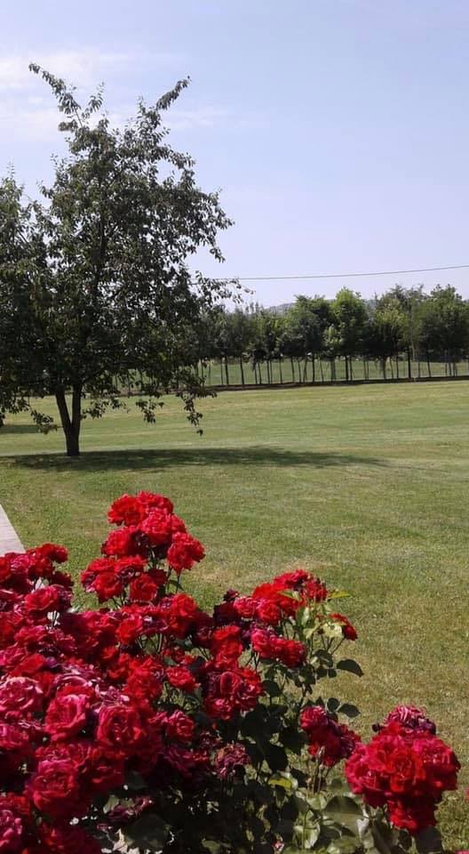 Giardino con fiori rossi