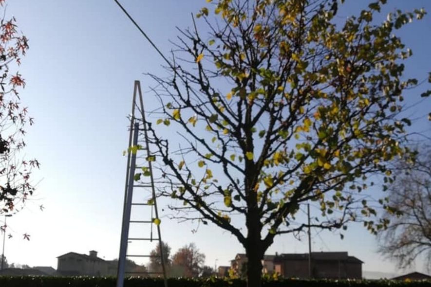 Potatura di giardini Reggio nell'Emilia