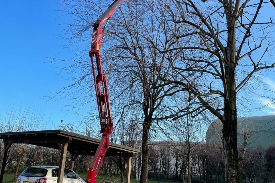 Tronco di un albero