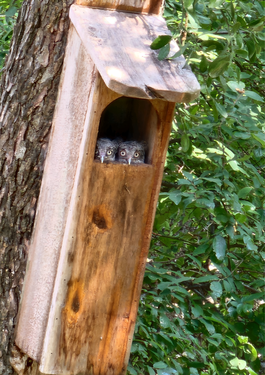 Three owls are sitting in a wooden birdhouse attached to a tree.