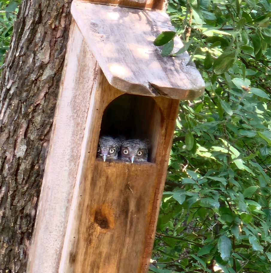 Two small owls are sitting in a wooden birdhouse