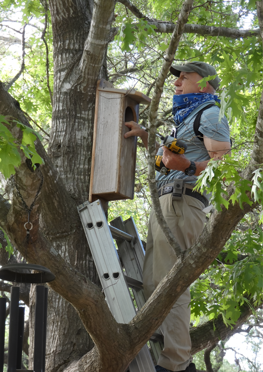 A man is standing on a ladder in a tree installing a birdhouse.