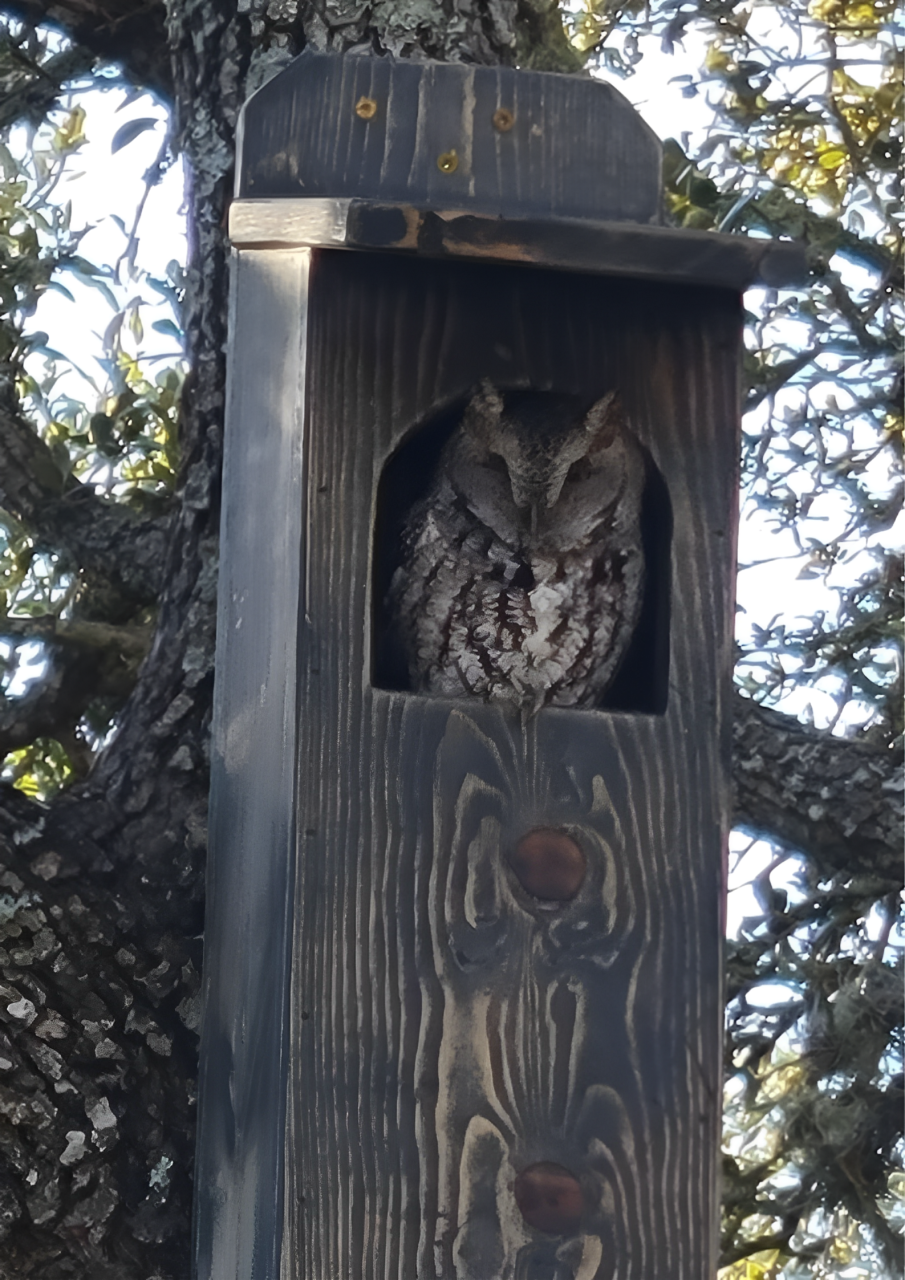 An owl is sitting in a wooden birdhouse