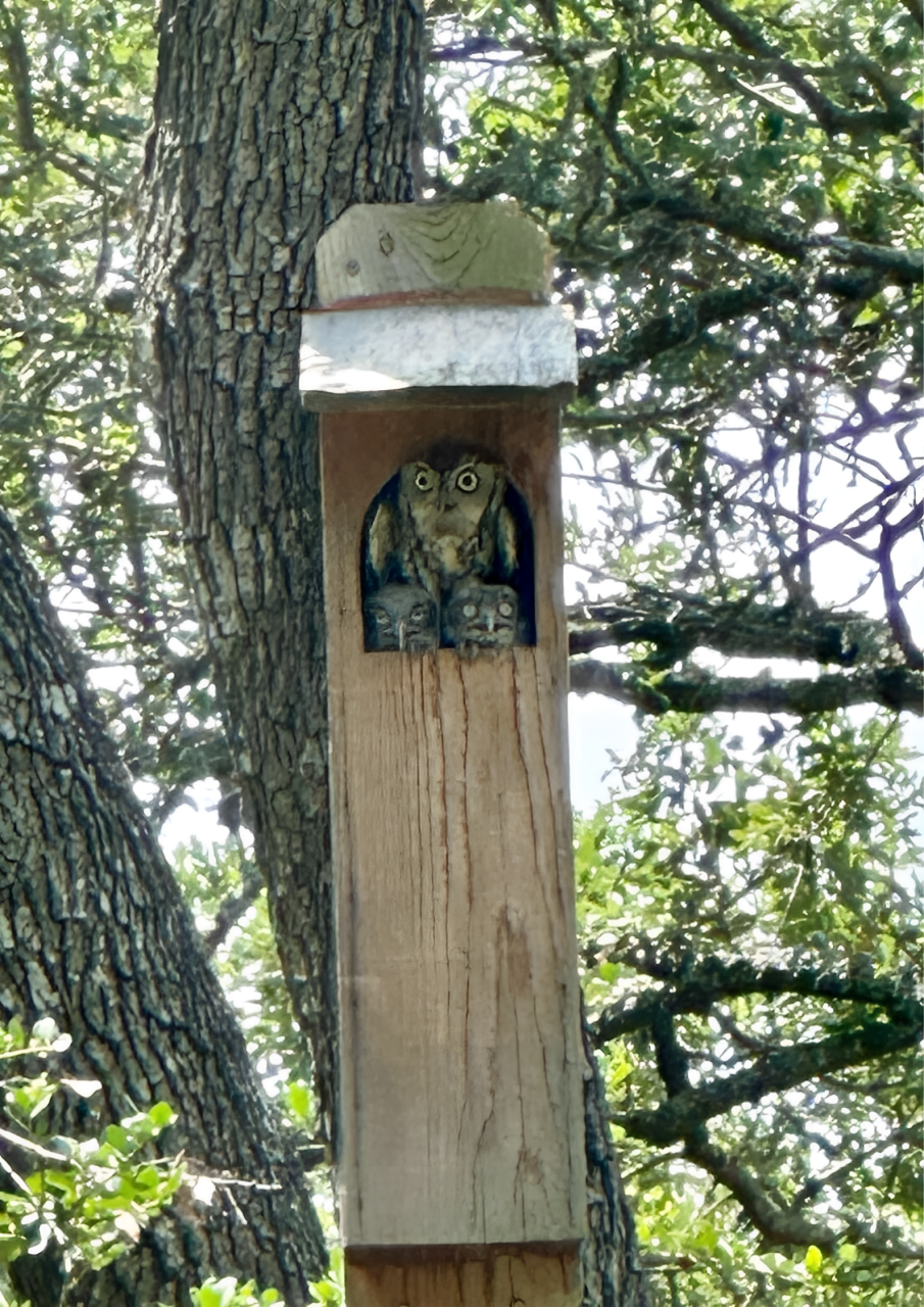 Two owls are sitting in a wooden birdhouse hanging from a tree.