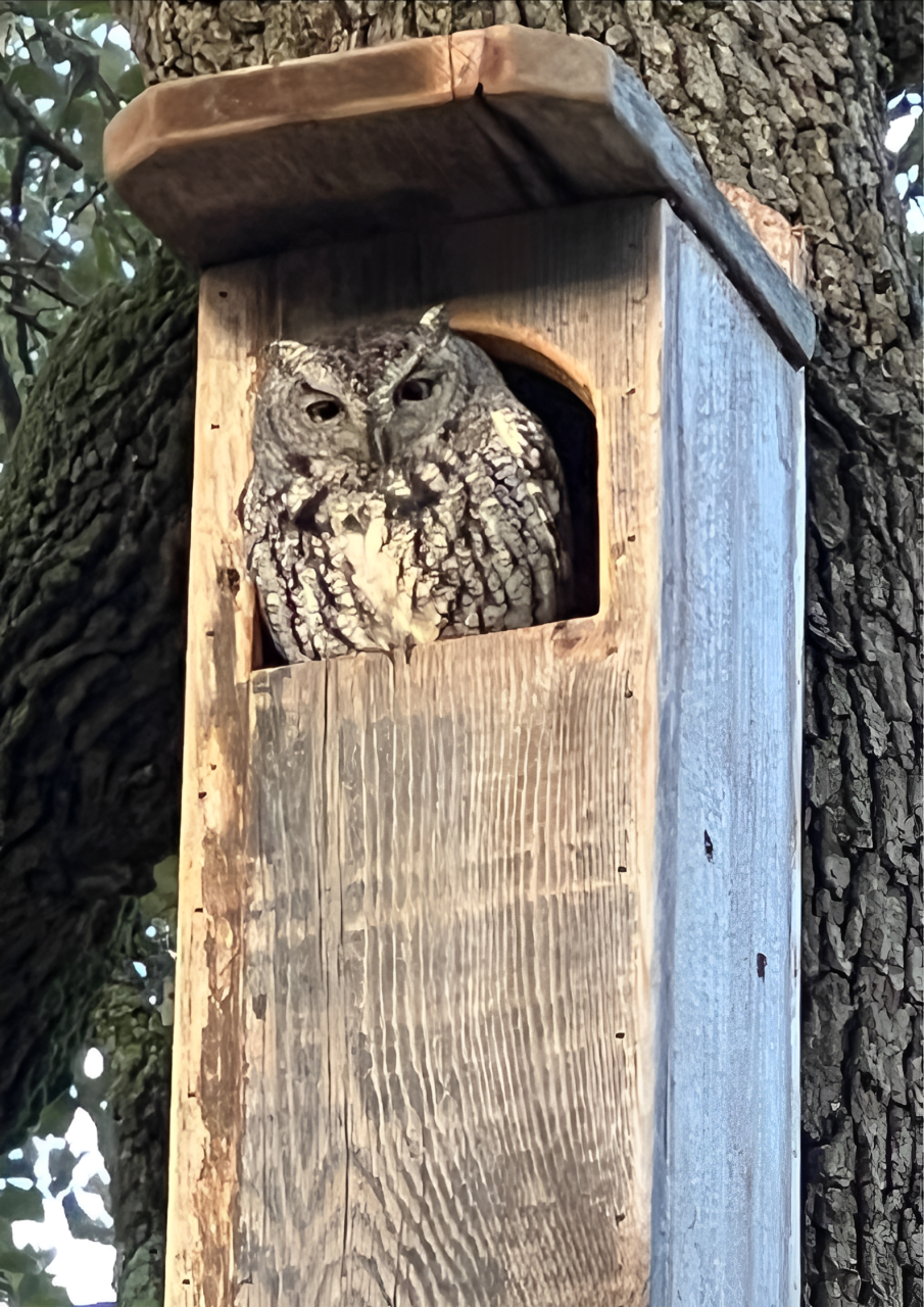 An owl is sitting in a wooden birdhouse