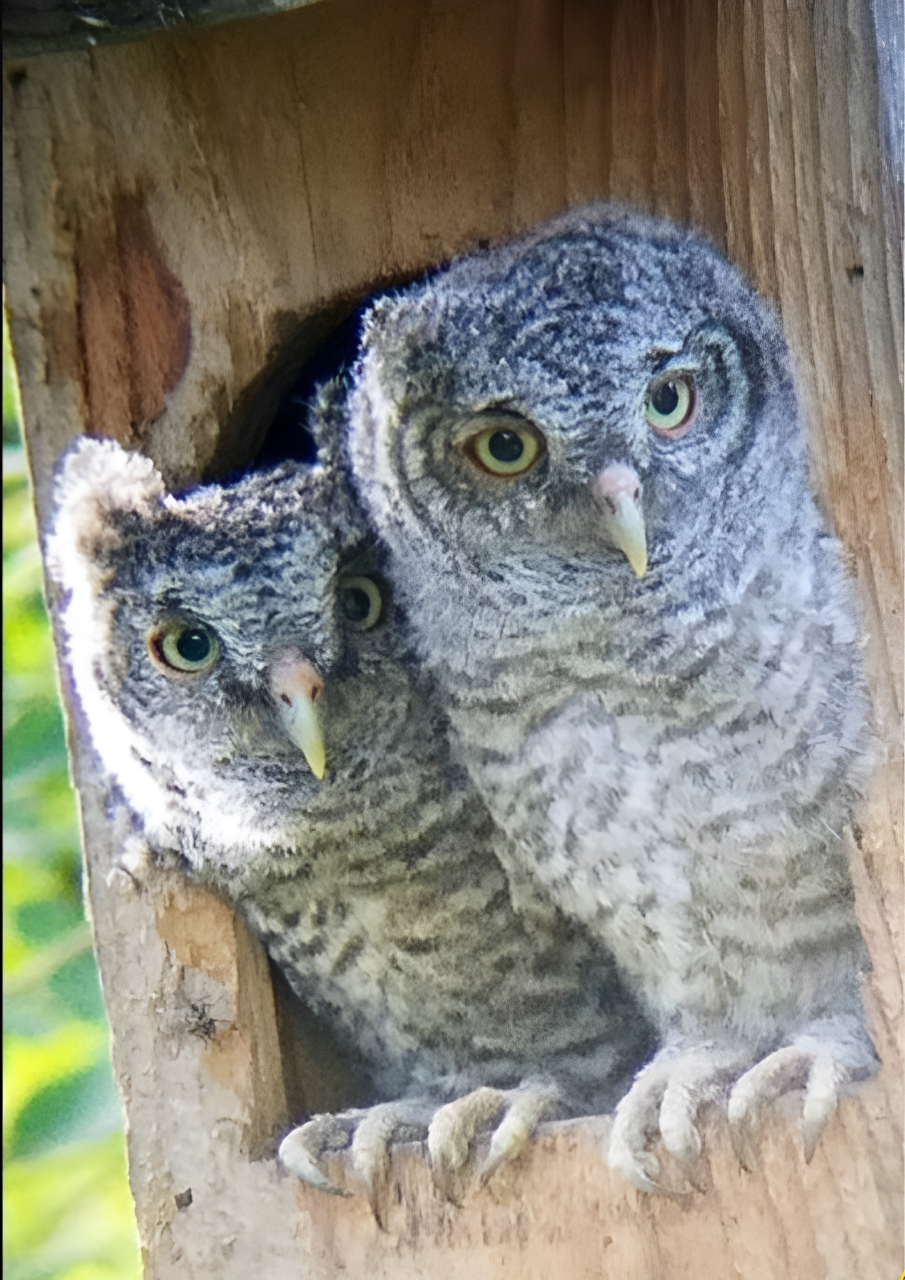 Two baby owls are sitting in a wooden birdhouse.