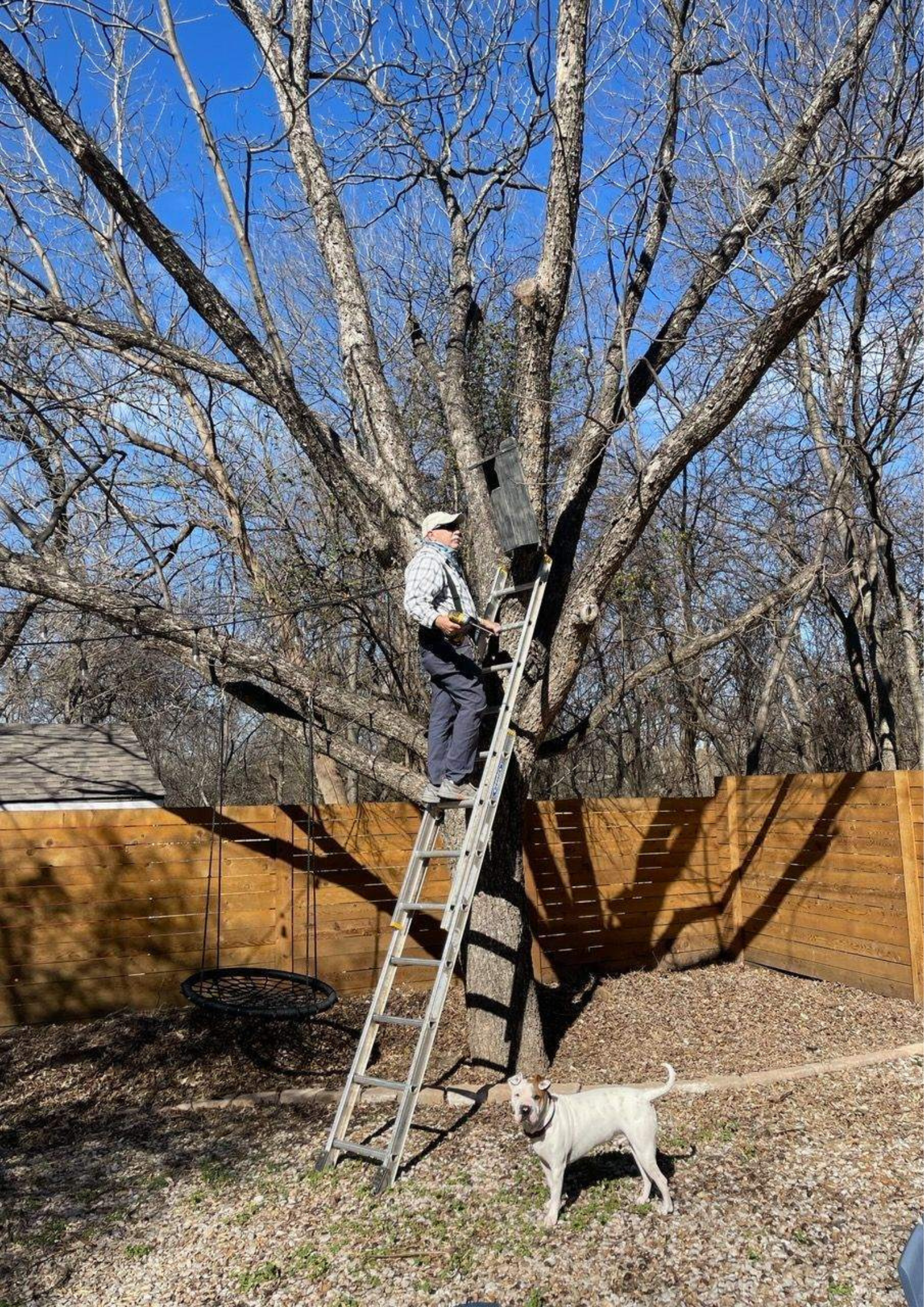 A man is standing on a ladder in a tree.