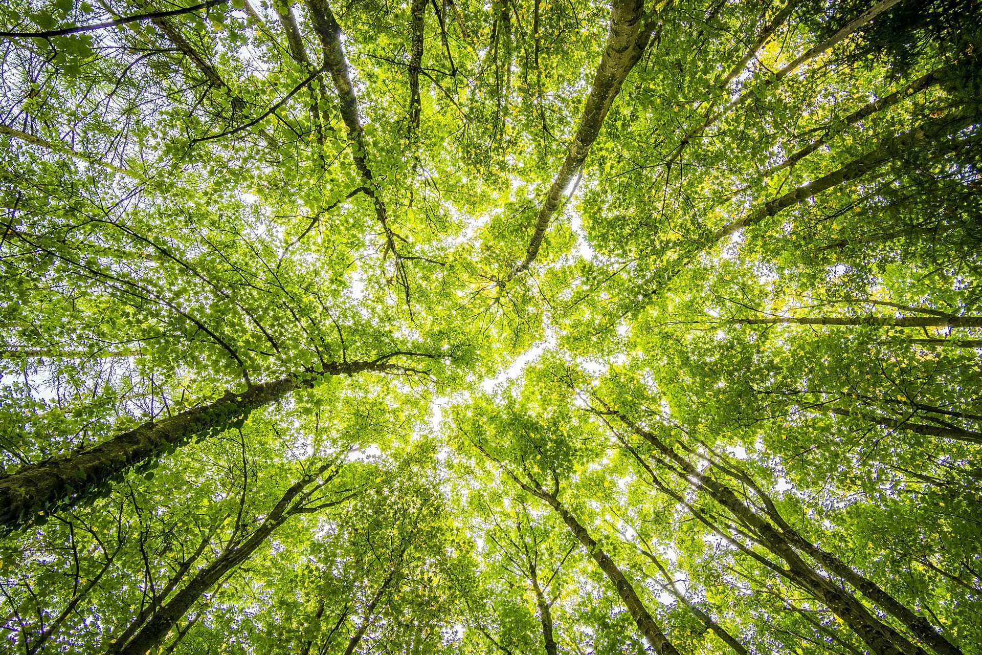 Sunny forest from a groud-up perspective.