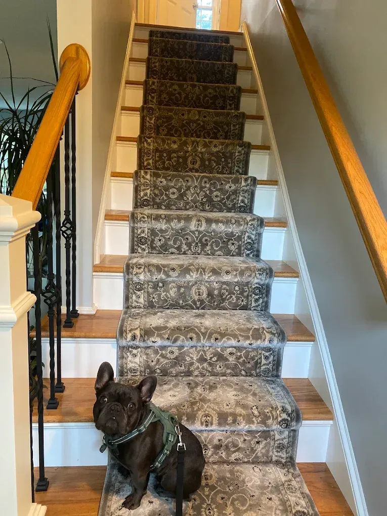 Dog sitting at the bottom of a carpeted staircase with wooden railings