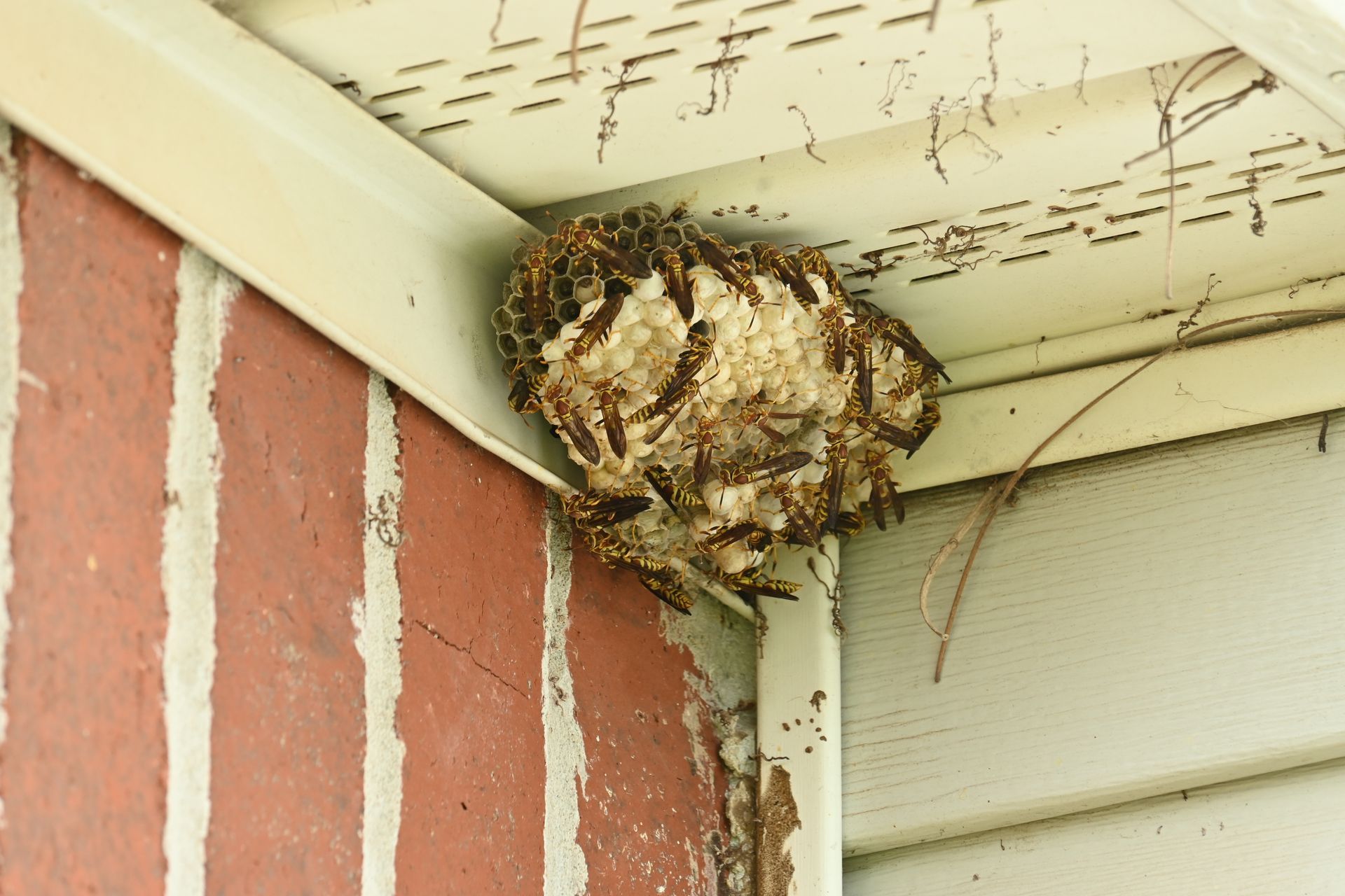 Wasp nest attached to the corner of a brick wall and white siding. Yellow and brown wasps visible. Wasp nest attached to the corner of a brick wall and white siding. Yellow and brown wasps visible.