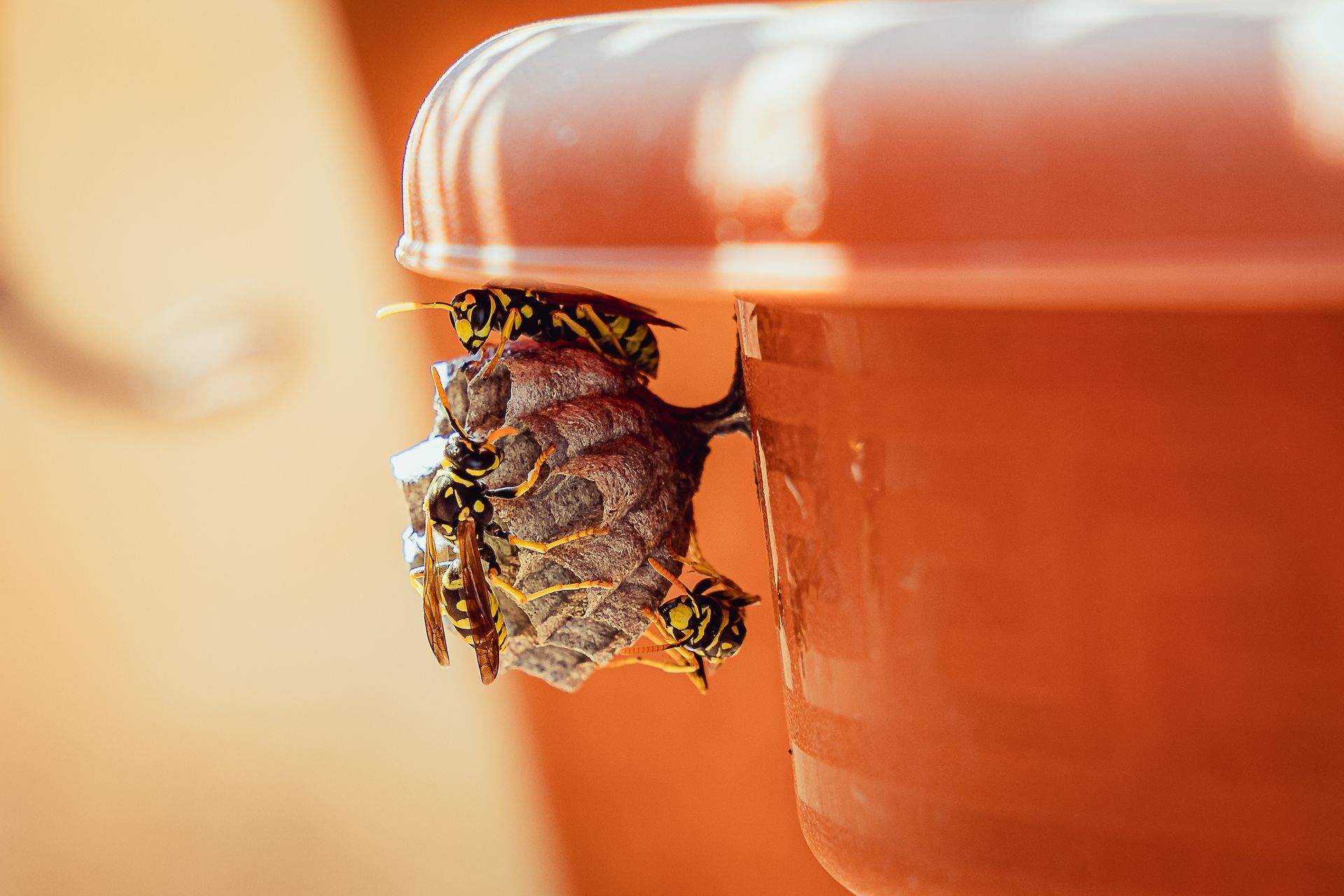 Wasps building a nest under an orange flowerpot; several wasps are visible. Wasps building a nest under an orange flowerpot; several wasps are visible.