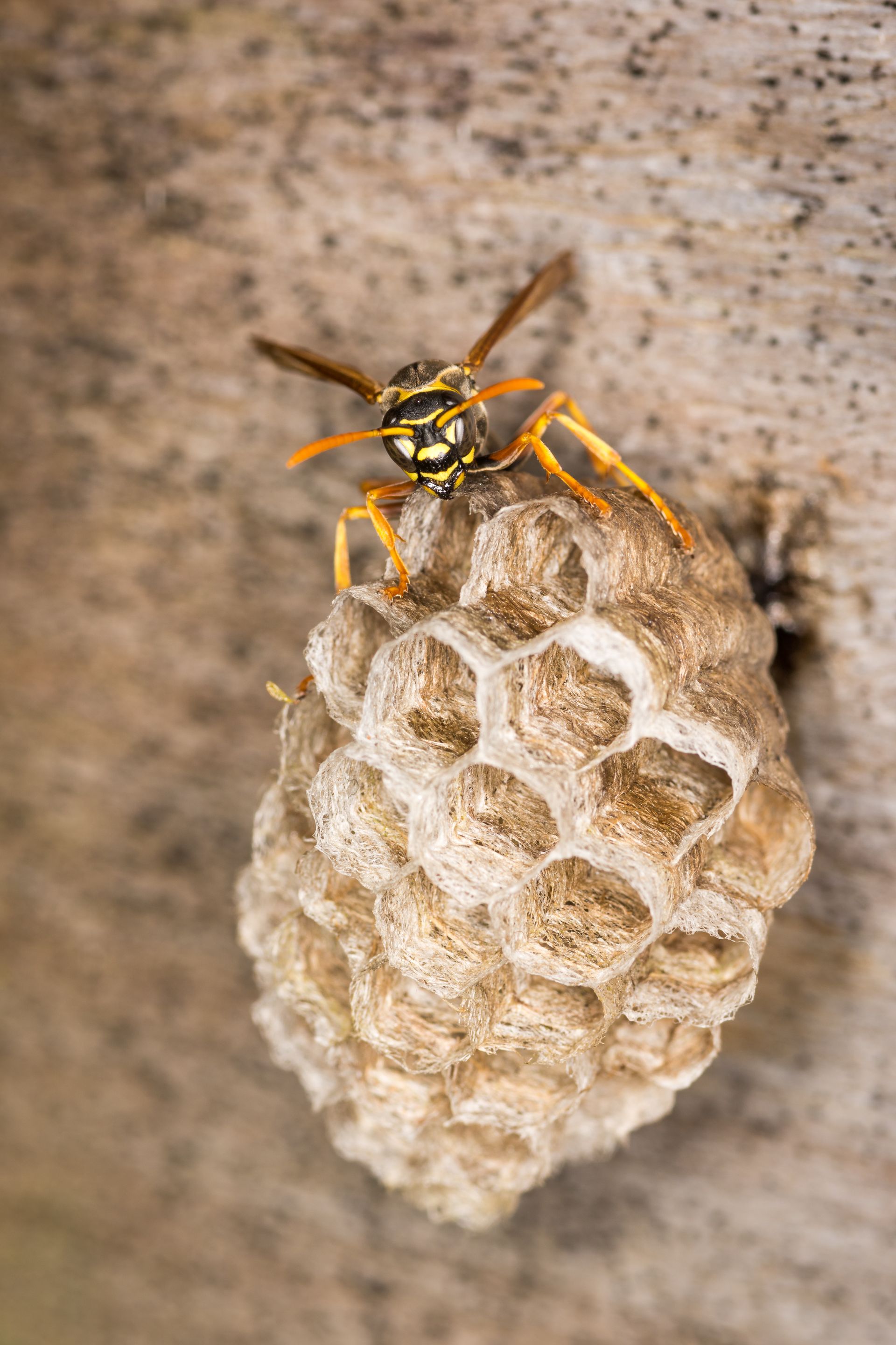 Yellow and black wasp on a tan, hexagonal nest attached to a rough, brown surface. Yellow and black wasp on a tan, hexagonal nest attached to a rough, brown surface.