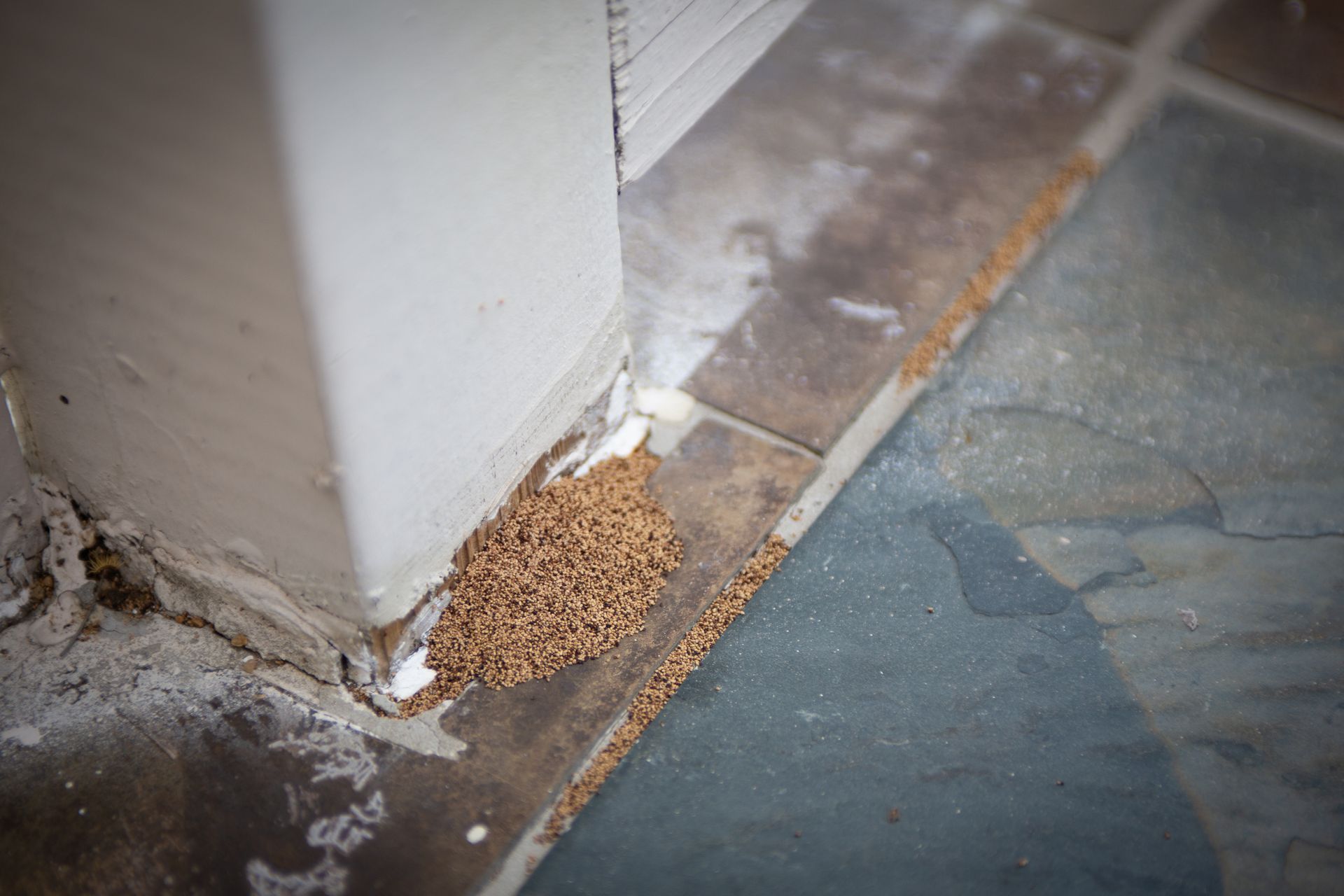Termite on a piece of decaying wood. The termite has a light-colored body and a brown head.