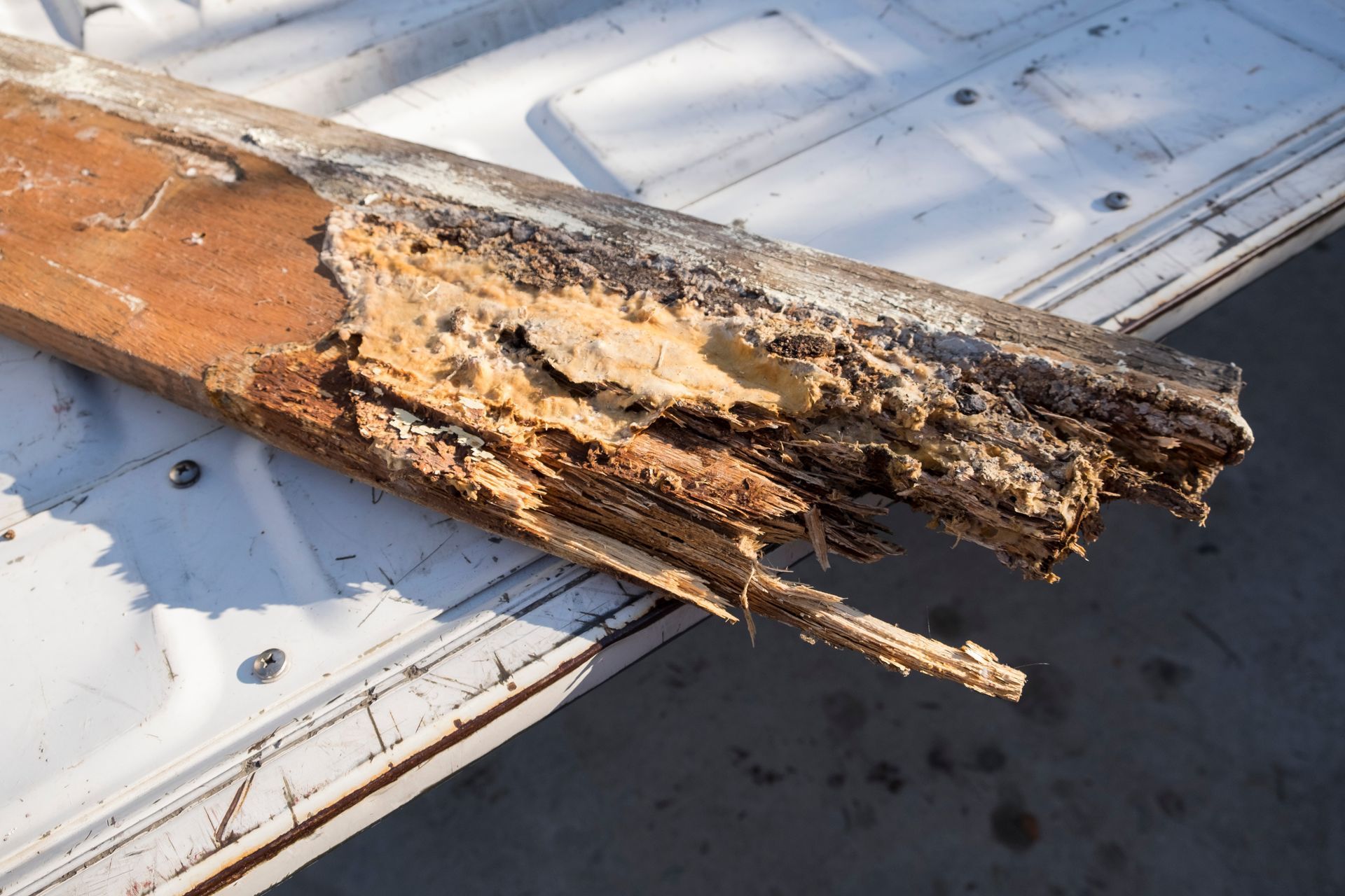 Decayed wood plank with brown, gray, and white coloration, resting on a white surface. Decayed wood plank with brown, gray, and white coloration, resting on a white surface.