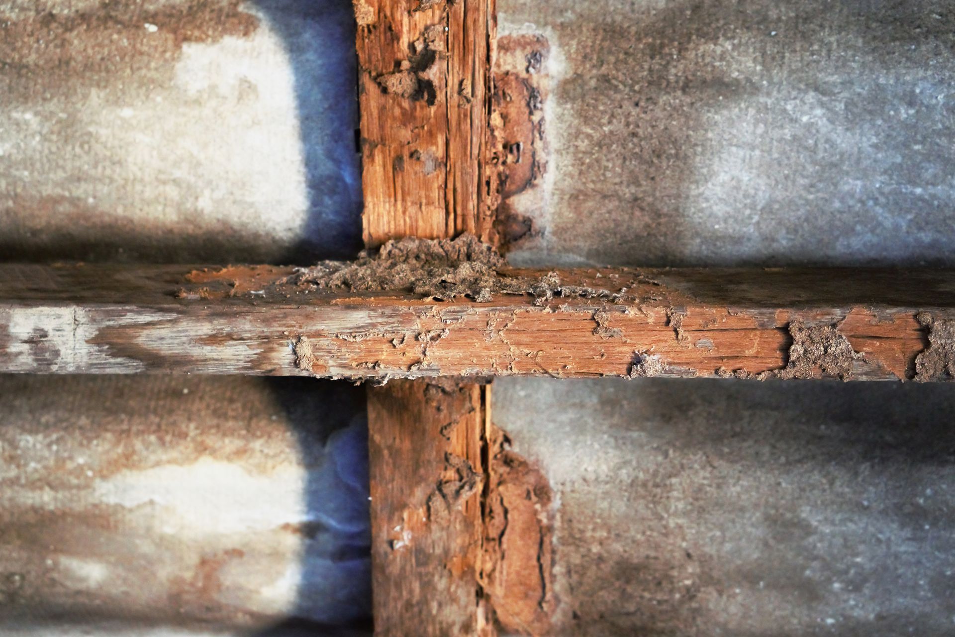 Wooden beams with significant termite damage, against a gray background.