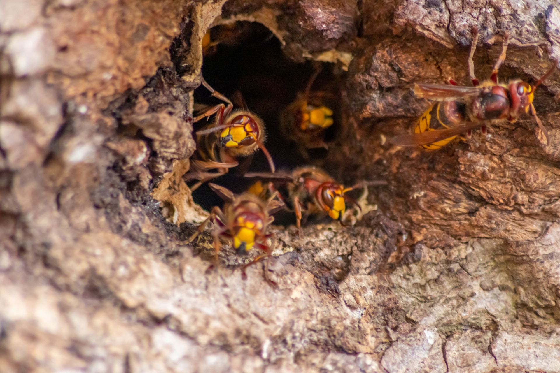 Hornets entering/exiting a nest in a tree. Brown, yellow, and orange insects near a dark hole. Hornets entering/exiting a nest in a tree. Brown, yellow, and orange insects near a dark hole.