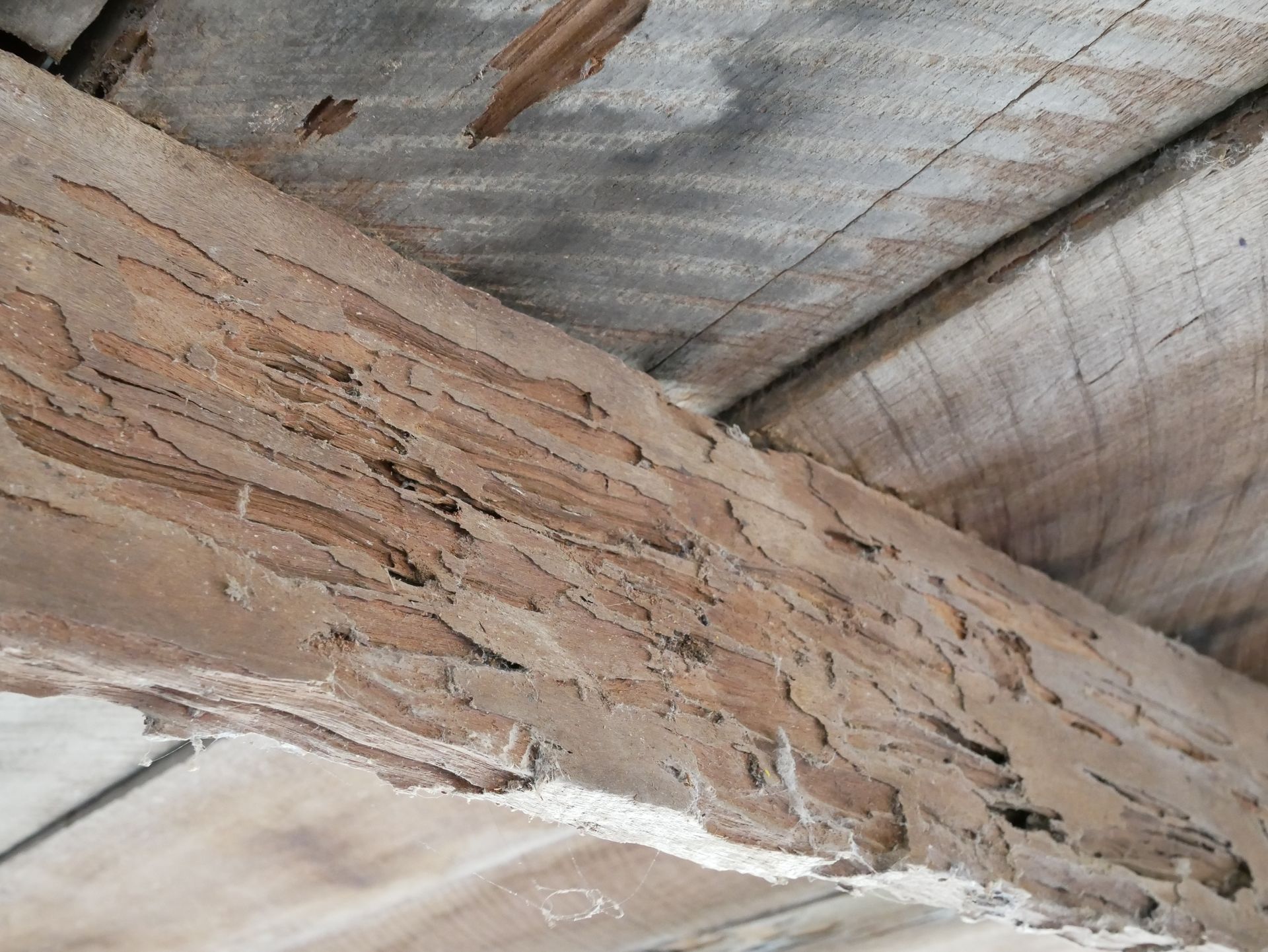 Termites inside a broken mud tunnel, close-up. Light brown insects with antennae, crawling on the surface.