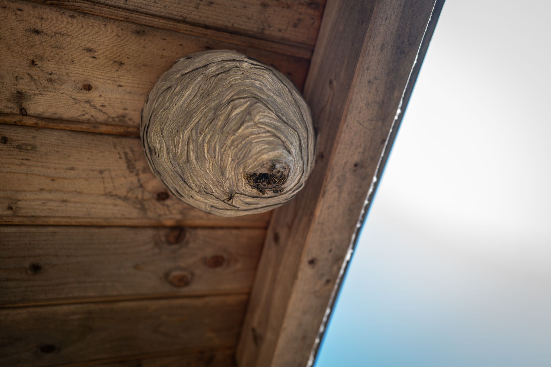 A wasp nest, gray and layered, hangs from a wooden structure's eaves. Blue sky visible. A wasp nest, gray and layered, hangs from a wooden structure's eaves. Blue sky visible.