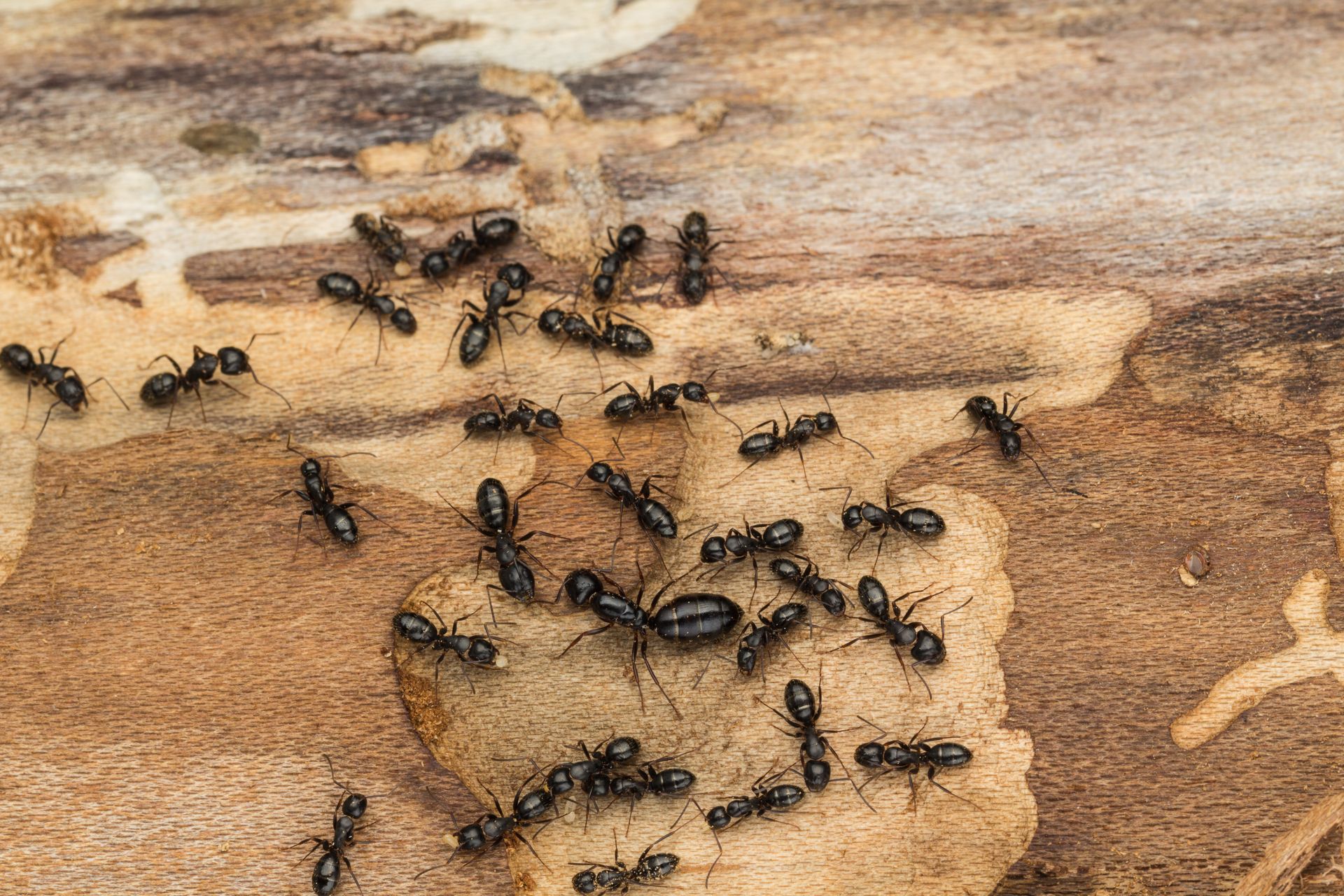 Black ants crawling on light brown wood, possibly infested.